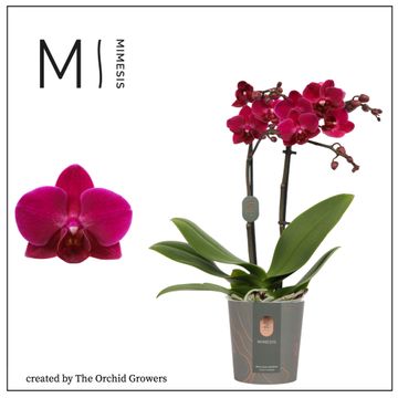 Phalaenopsis Orchid | Brazilian Fever