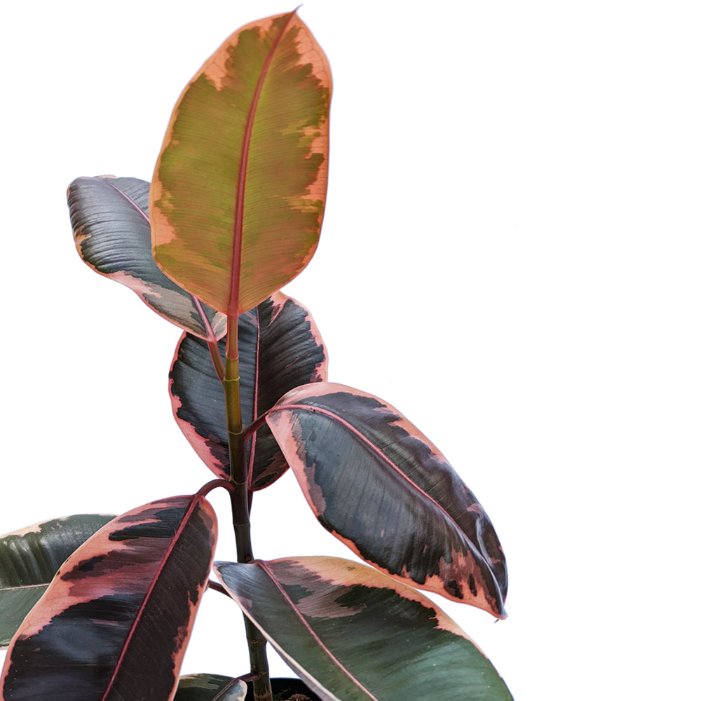Rubber Plant | Belize