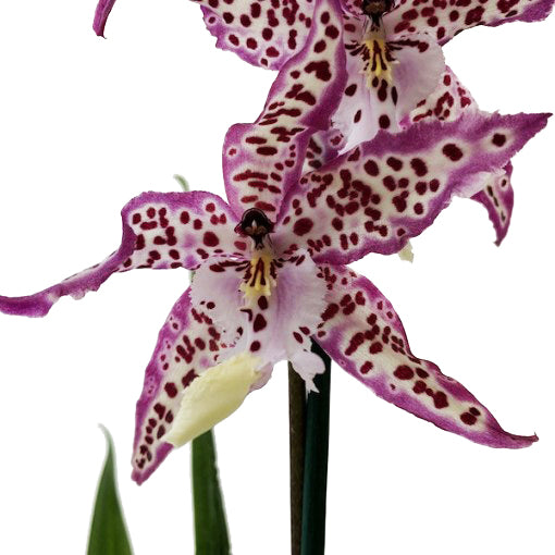 Cambria Orchid | Purple Princess | Hard To Find | Plant Gift Sets & Gift Ideas