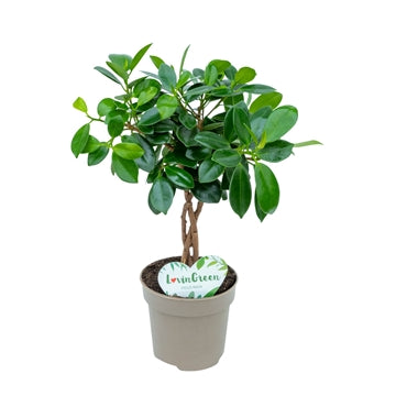 Weeping Fig | Maya Twist | Houseplants & Indoor Plants On Sale
