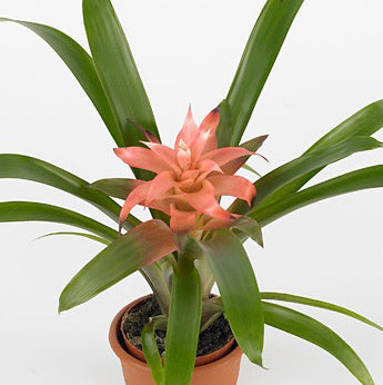 Bromeliad | Elise