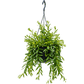 Lipstick Plant | Beautiful Japhrolepis