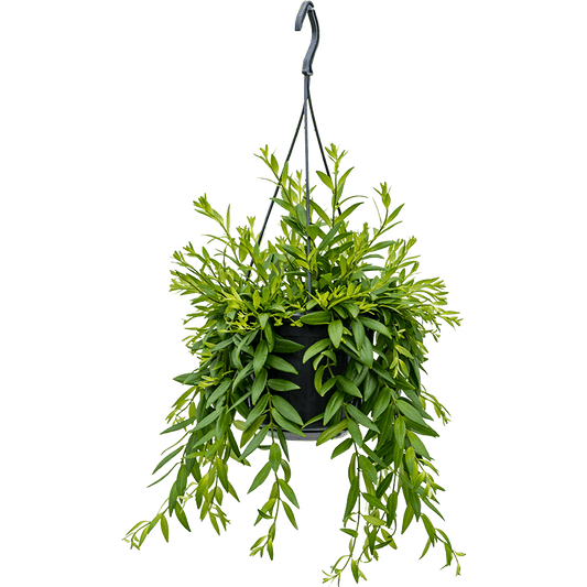 Lipstick Plant | Beautiful Japhrolepis | Potted Houseplants