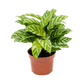 Prayer Plant | Freddie