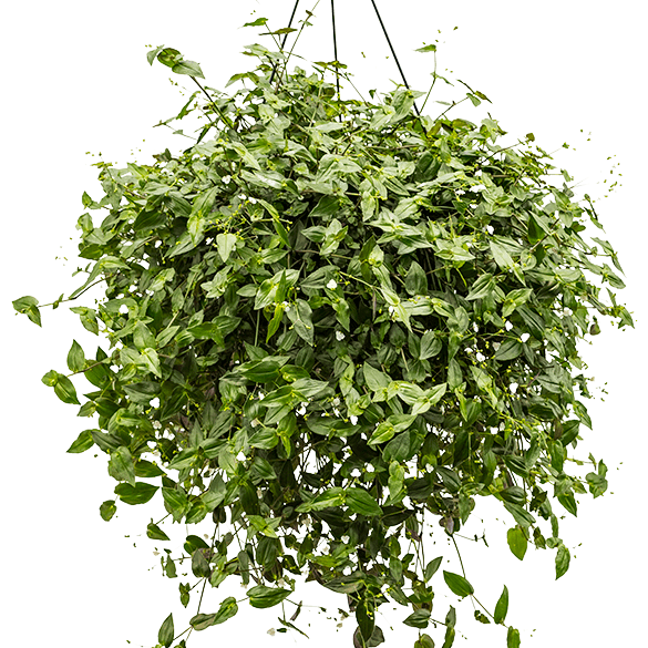hanging bridal veil plant Wandering Dude | Bridal Veil