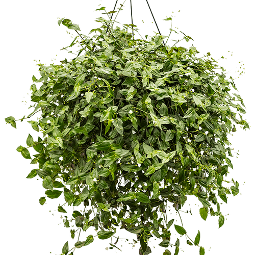 Wandering Dude | Bridal Veil