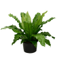 Birds Nest Fern