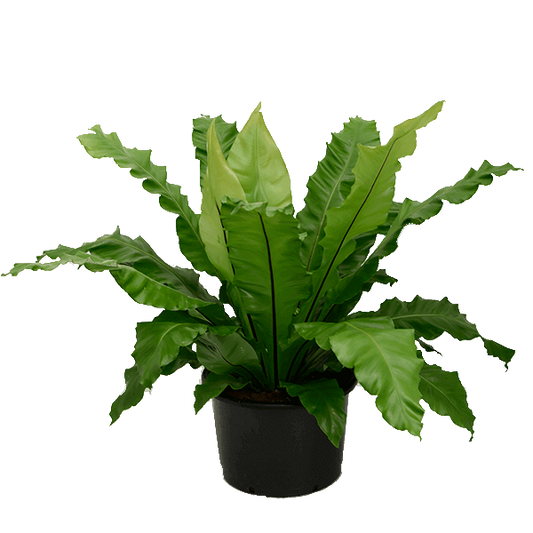 Birds Nest Fern