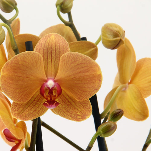 Phalaenopsis Orchid | Carrot Cake