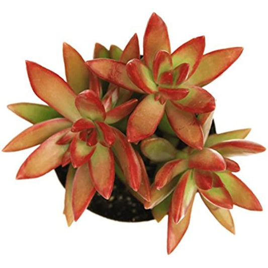 Sedum | Firestorm | Potted Houseplants