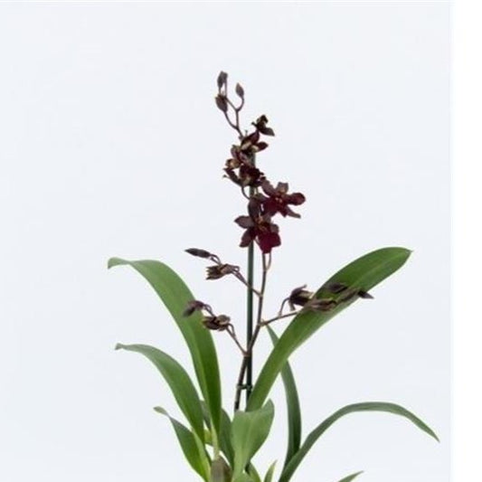 Colmanara Orchid | Black Cat (Single Stem) | Potted Houseplants