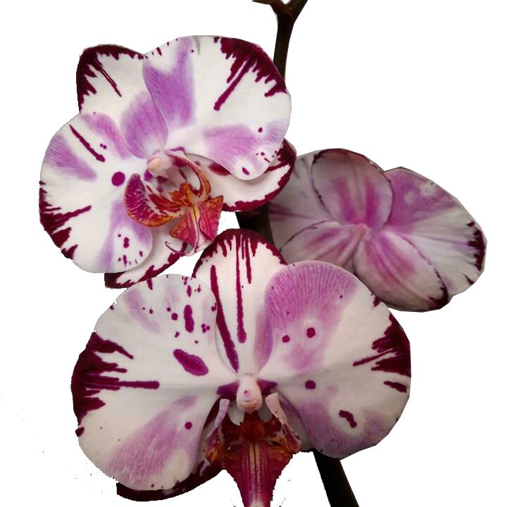Phalaenopsis Orchid | Magic Art | Hard To Find