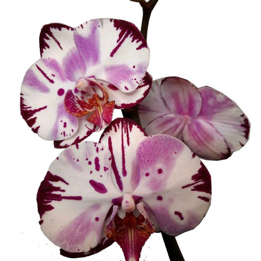 Phalaenopsis Orchid | Magic Art | Hard To Find | Pet Safe Plants