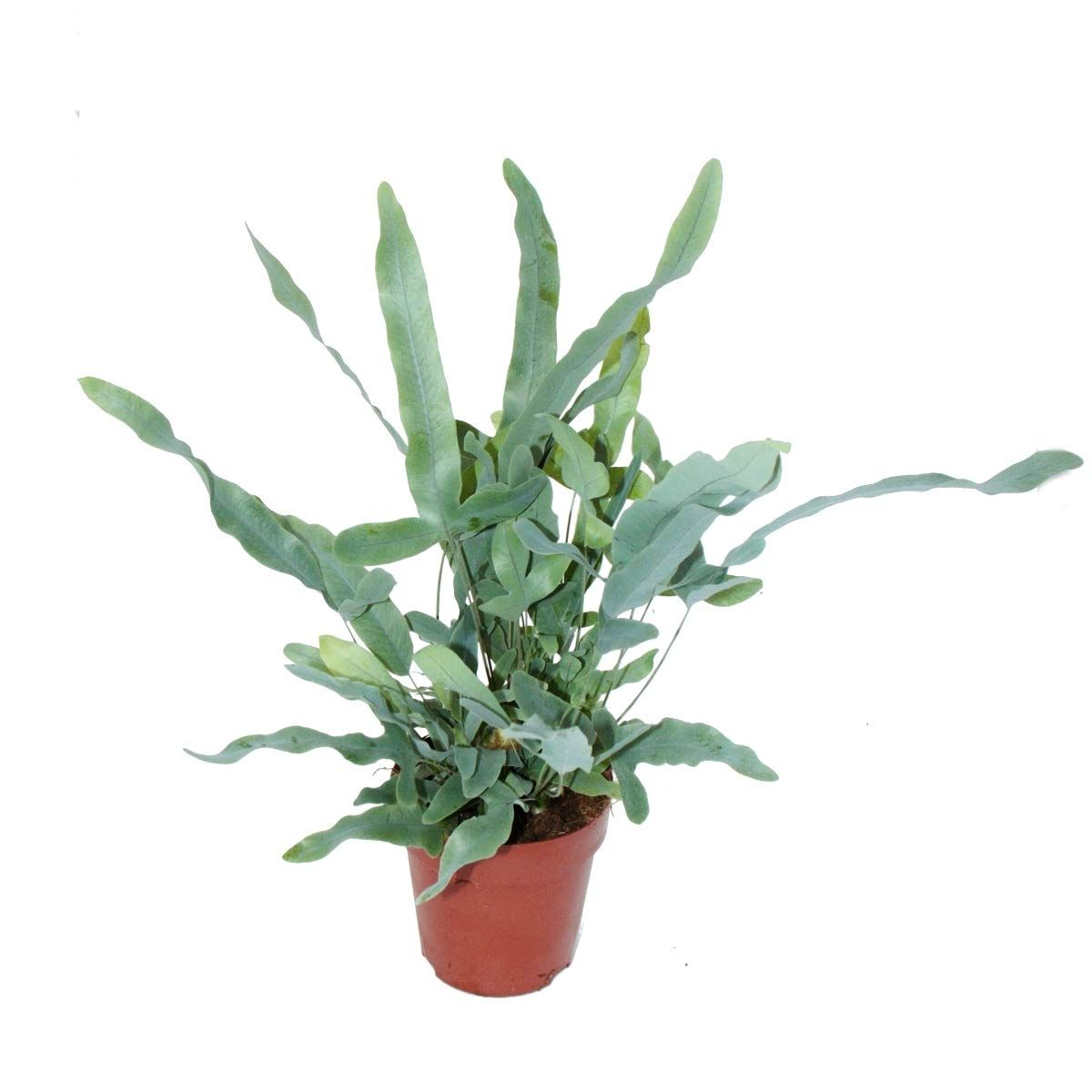 Blue Star Fern