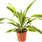 Dragon Tree | Lemon Lime