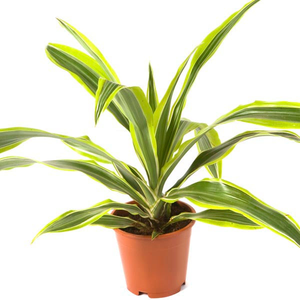 dracaena lemon lime safe for cats Dragon Tree
