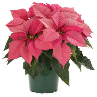 Poinsettia | Pink Robyn
