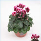 Cyclamen | Picola Shine