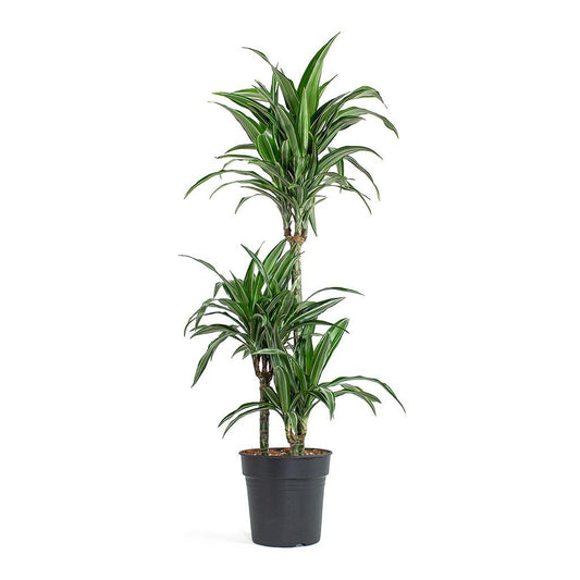 Palm | Ulises | Houseplants & Indoor Plants On Sale