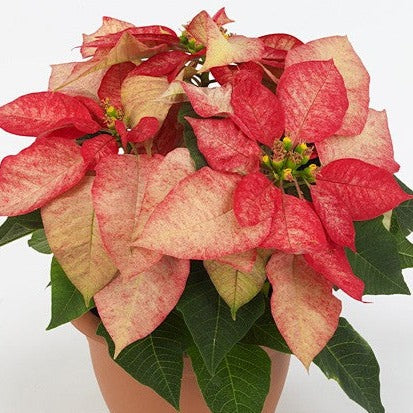 Poinsettia | Picasso