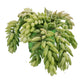 Donkey's Tail | Morgan