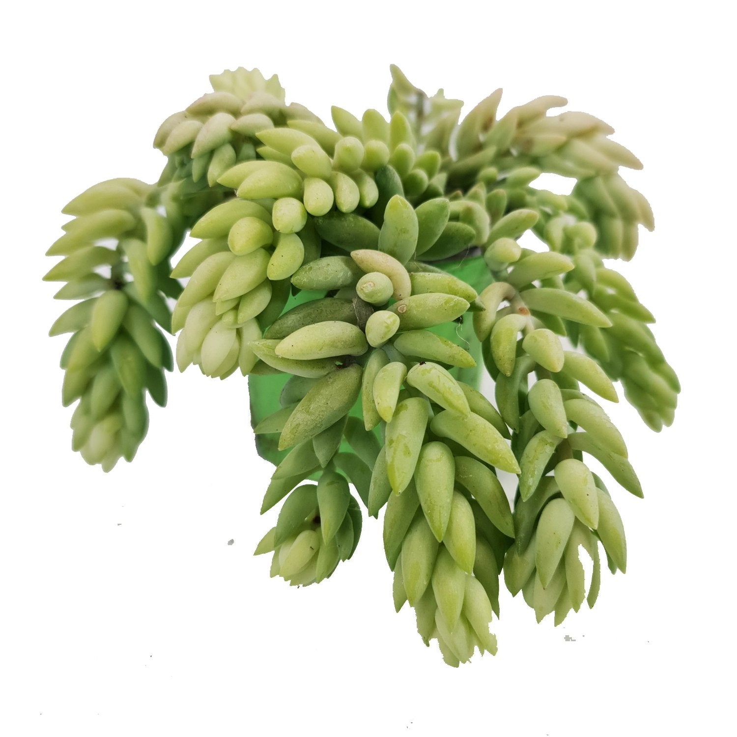 Donkey's Tail | Morgan