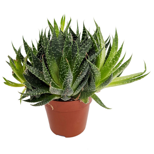 Lace Aloe | Aristata | Potted Houseplants