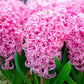 Scented Hyacinths | Pink Pearl (in flower)