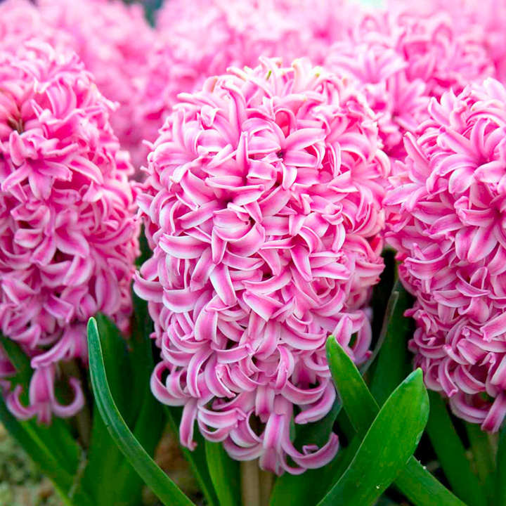 Scented Hyacinths | Pink Pearl (in flower)