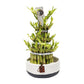 Lucky Bamboo