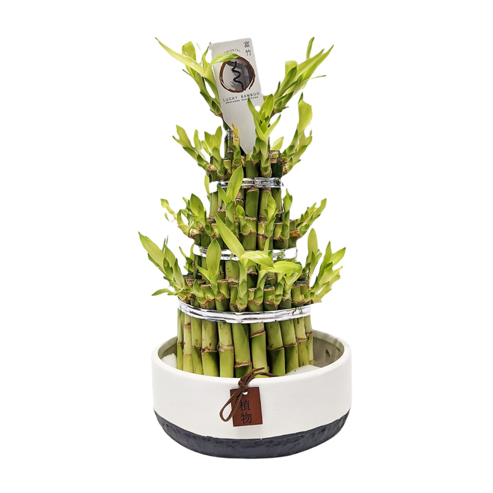 lucky bamboo plant uk Lucky Bamboo