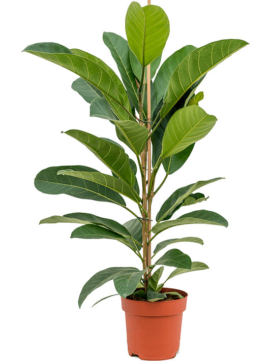 Bengal Fig | Audrey | Potted Houseplants
