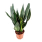 Snake Plant | Black Diamond