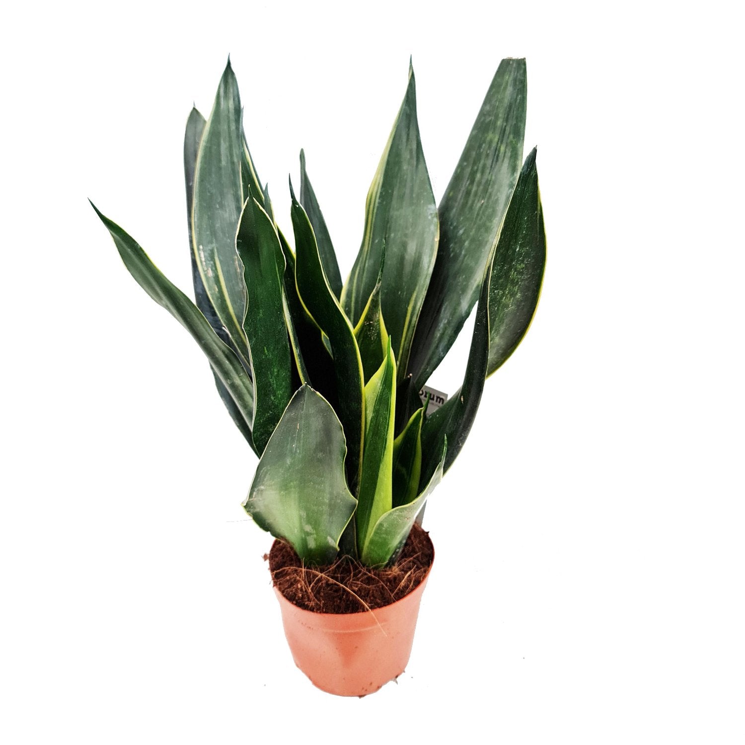 black diamond sansevieria Snake Plant