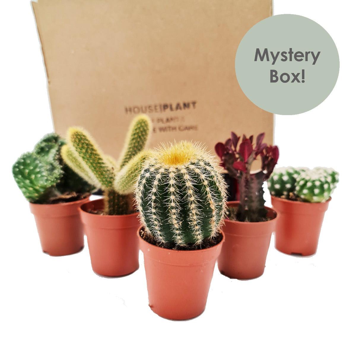 mini indoor cactus plants Cacti | Mystery Box