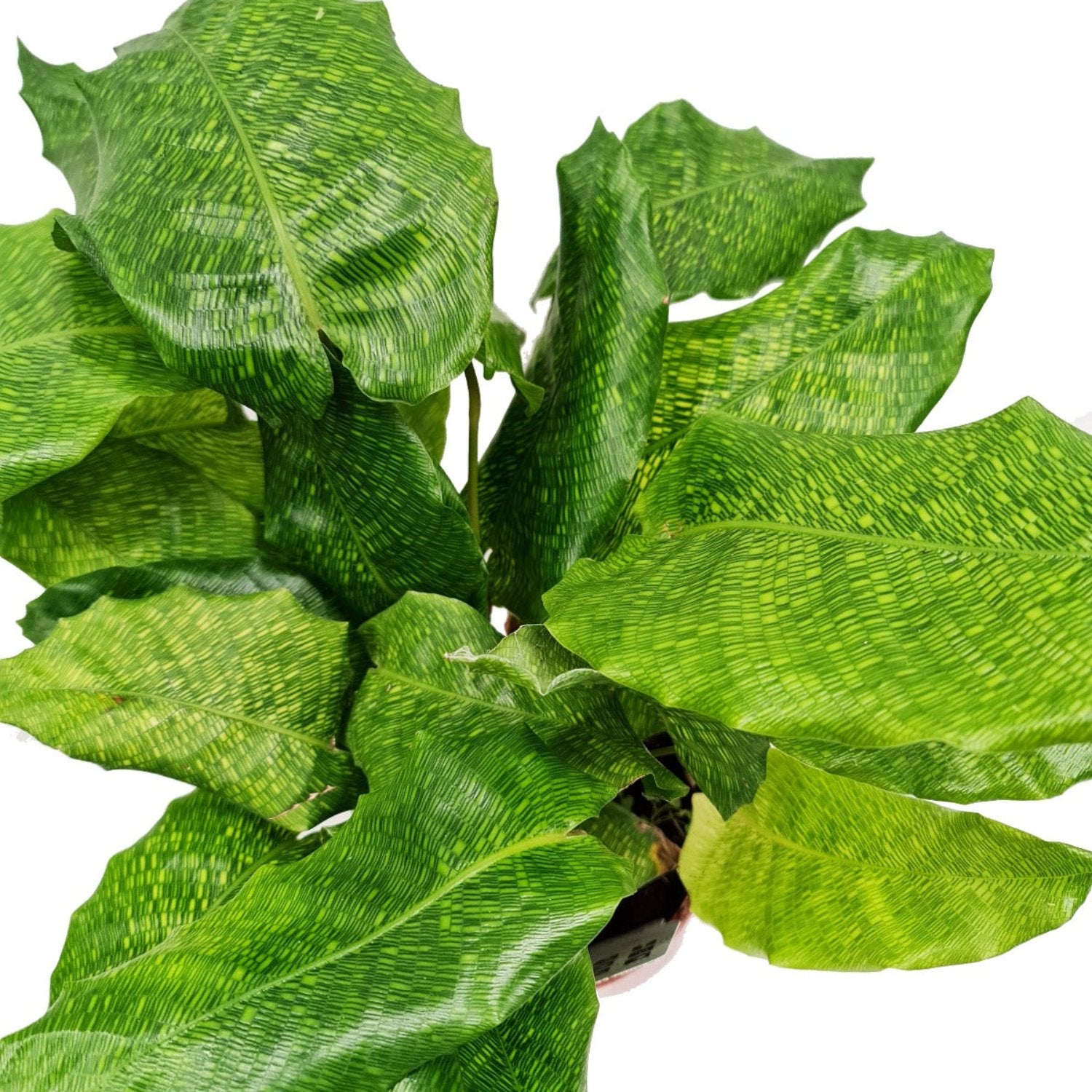 Prayer Plant | Network Mosaic