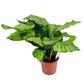 Prayer Plant | Network Mosaic