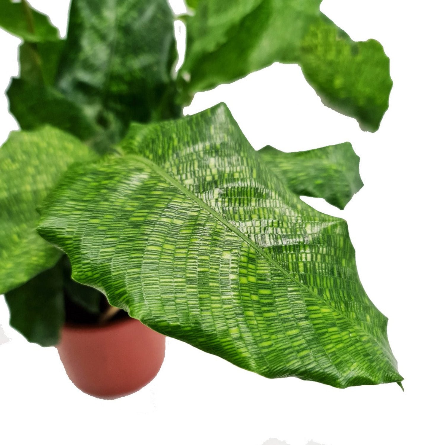 mosaic prayer plant Prayer Plant
