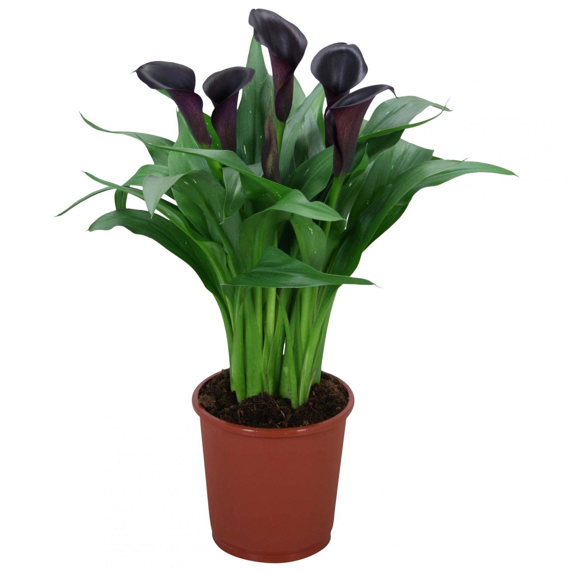 Calla Lily | Odessa