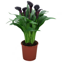 Calla Lily | Odessa