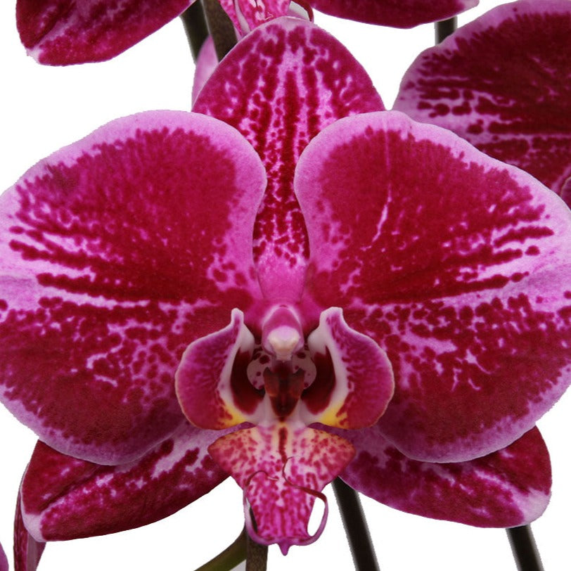 Phalaenopsis Orchid | Fortune Teller