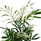 Variegated Parlour Palm | Albo | Hard To Find