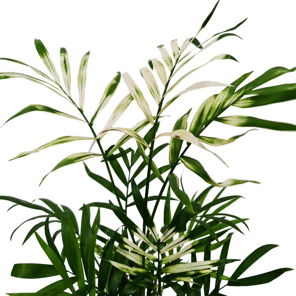 parlor palm white leaves Variegated Parlour Palm | Albo