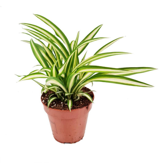 Spider Plant | Atlantic | Potted Houseplants