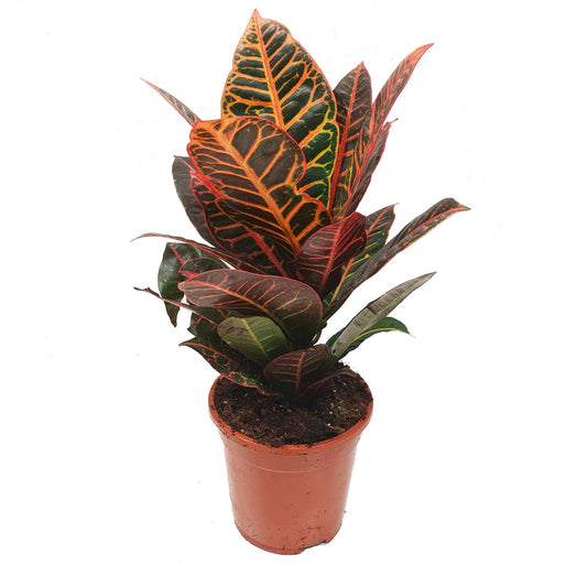 Croton | Petra | Potted Houseplants