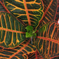Croton | Petra