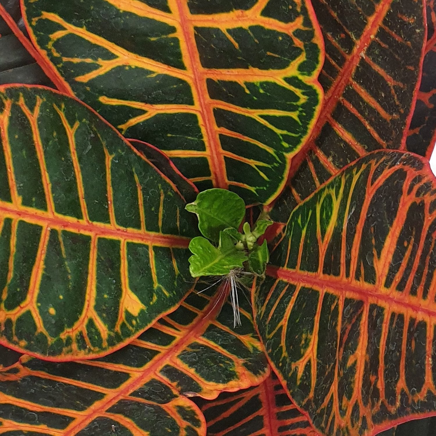 Croton | Petra
