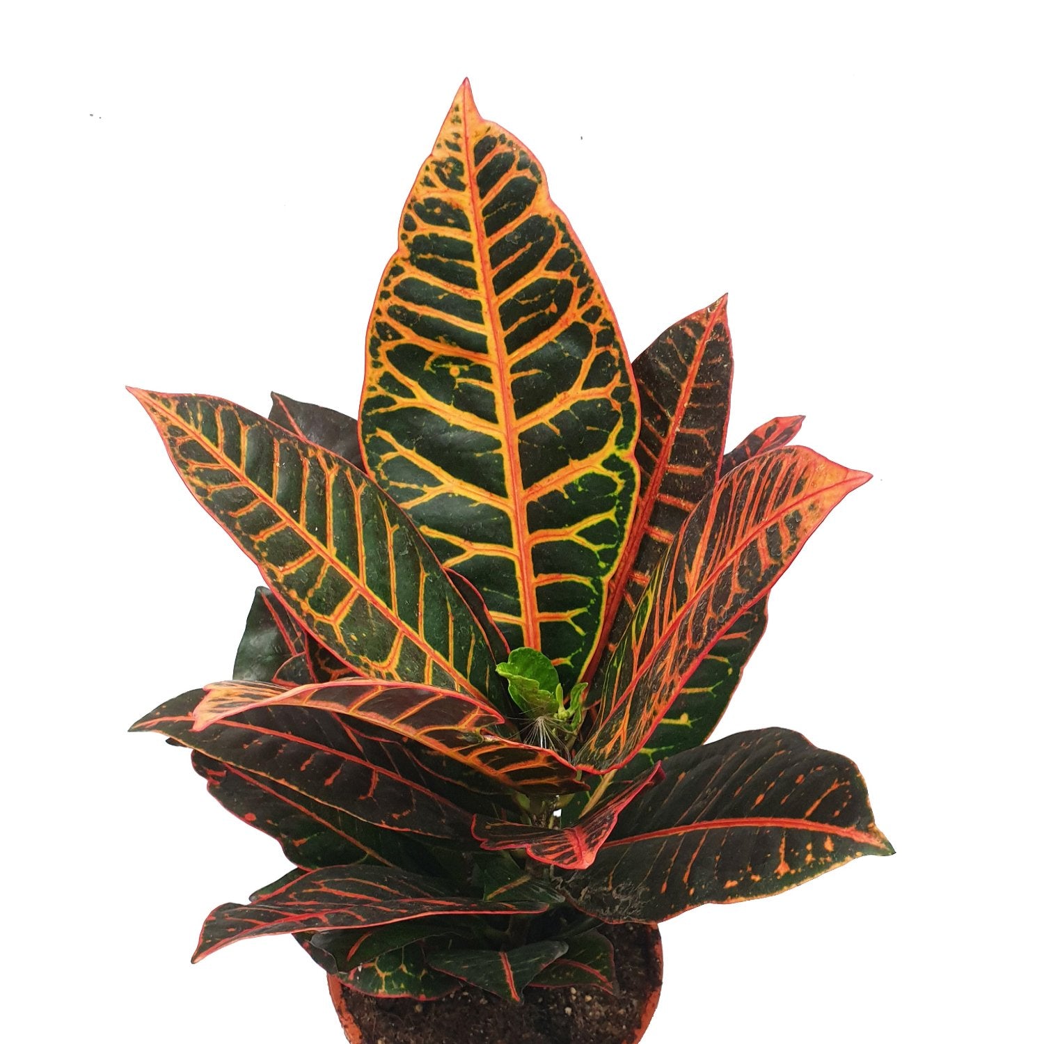 Croton | Petra
