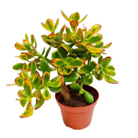 Money Plant | Sunset | Potted Houseplants