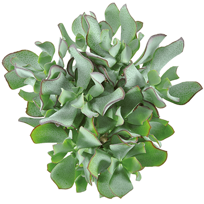 silver jade succulent Curly Silver Dollar Plant